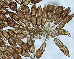 Teliosporen van Puccinia porphyrogenita