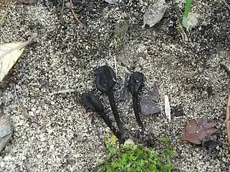 Viersporige aardtong