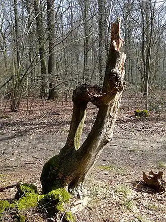 Het Hekenbroek anno 2015