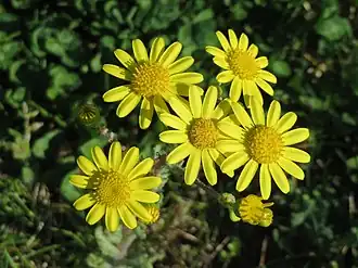 Oostelijk kruiskruid