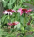 Rode zonnehoed, Echinacea purpurea