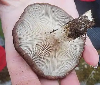 Kruisdisteloesterzwam