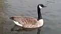Grote Canadese gans (Branta canadensis)