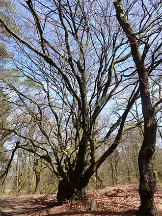 Peter Gerritsboompje