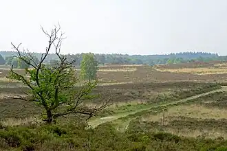 De Elspeetsche Heide (oostelijk deel) anno 2016