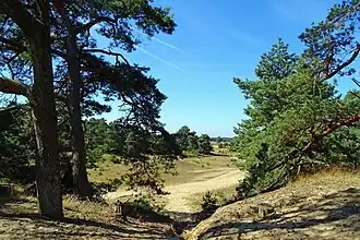 Nationaal Park De Hoge Veluwe