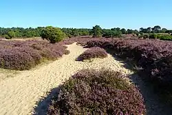 Heide en jeneverbessen op het Drouwenerzand