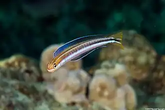 Plagiotremus goslinei