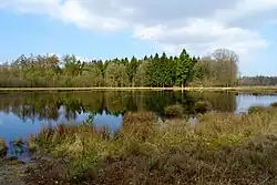 Vennetje in het Watermolenveen in de boswachterij Gieten-Borger