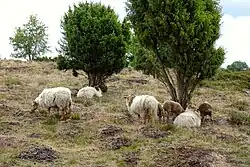 Drentse heideschapen op het Drouwenerzand