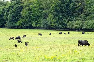 Kudde Spaanse (Sayaguesa) runderen in het natuurgebied Planken Wambuis