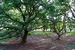 Het Oude Hout in Planken Wambuis