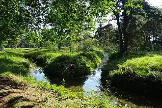 De Heelsumsche Beek bij de Wolfhezerheide (anno 2017)