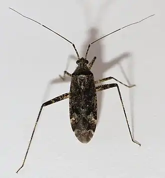 Phytocoris intricatus