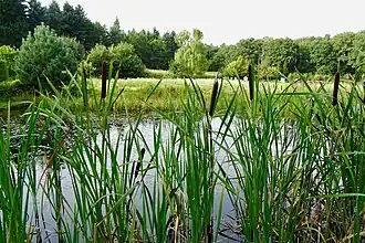 Poel in de Harmanahof anno 2017