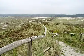 Schoorlse Duinen