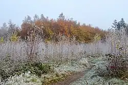 Jonge opstand van gedomineerd door ruwe berk (voorgrond).