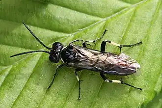 Macrophya alboannulata