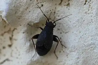 Chlamydatus evanescens