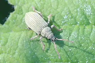 Phyllobius viridiaeris