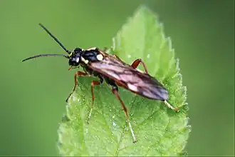 Tenthredopsis stigma
