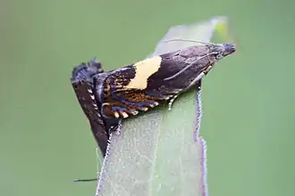 Dichrorampha sequana