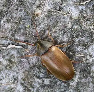 Tweekleurige bloemenkever