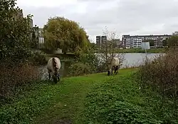 Konikspaarden in de Kleine Weerd
