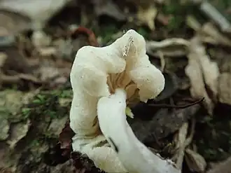 Porfierbruine zwameter