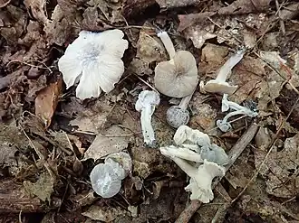 Porfierbruine zwameter