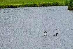 Fuut met jong in de Ruiterweel