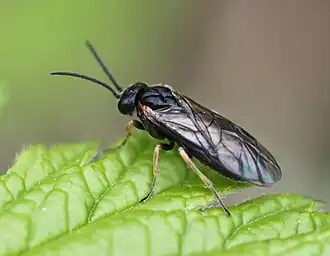 Monophadnoides ruficruris