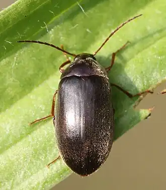 Hymenalia rufipes