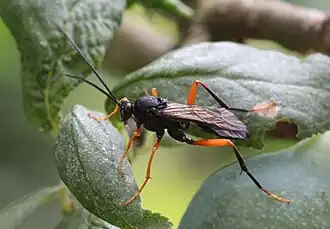 Hoplismenus terrificus