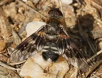 Thyridanthrax perspicillaris