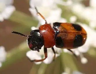 Coptocephala unifasciata