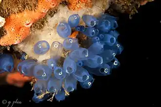 Clavelina puertosecensis