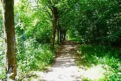 Weg door het Flietsterbosk