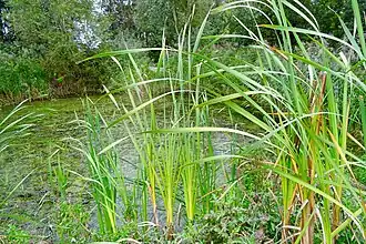 Poel in het dorpsbos van Wijnaldum (2019)