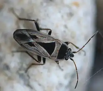 Xanthochilus quadratus