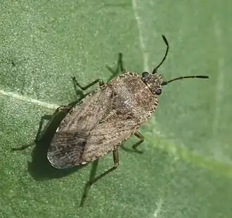 Emblethis denticollis