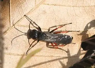 Witte roodpootspinnendoder