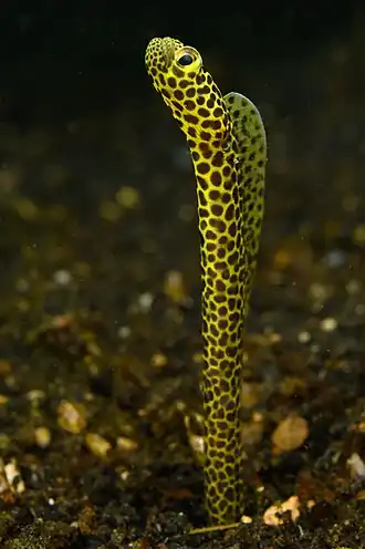 Heteroconger taylori