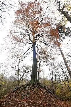 Bijzondere beuk bij de Kapel van de Beukenboom