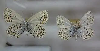 Lycaeides argyrognomon