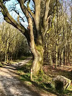 Markesteen tussen Exloo, Ees en Buinen en bijgeplante eik