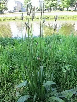 smalle weegbree (Plantago lanceolata)