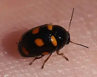 Cryptocephalus crassus