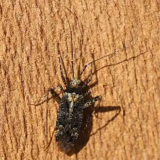 Phytocoris dimidiatus