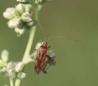 Phytocoris insignis